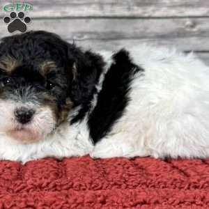 Daffy, Miniature Poodle Puppy